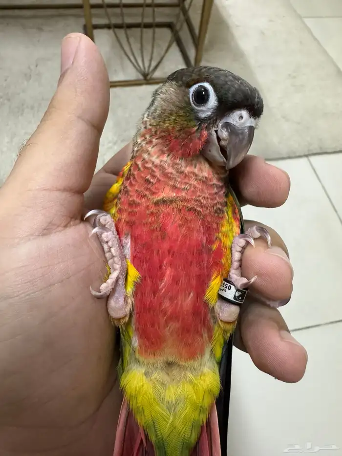 كنيور دبل رد فاكتور ( تم البيع خارج الموقع ) 2