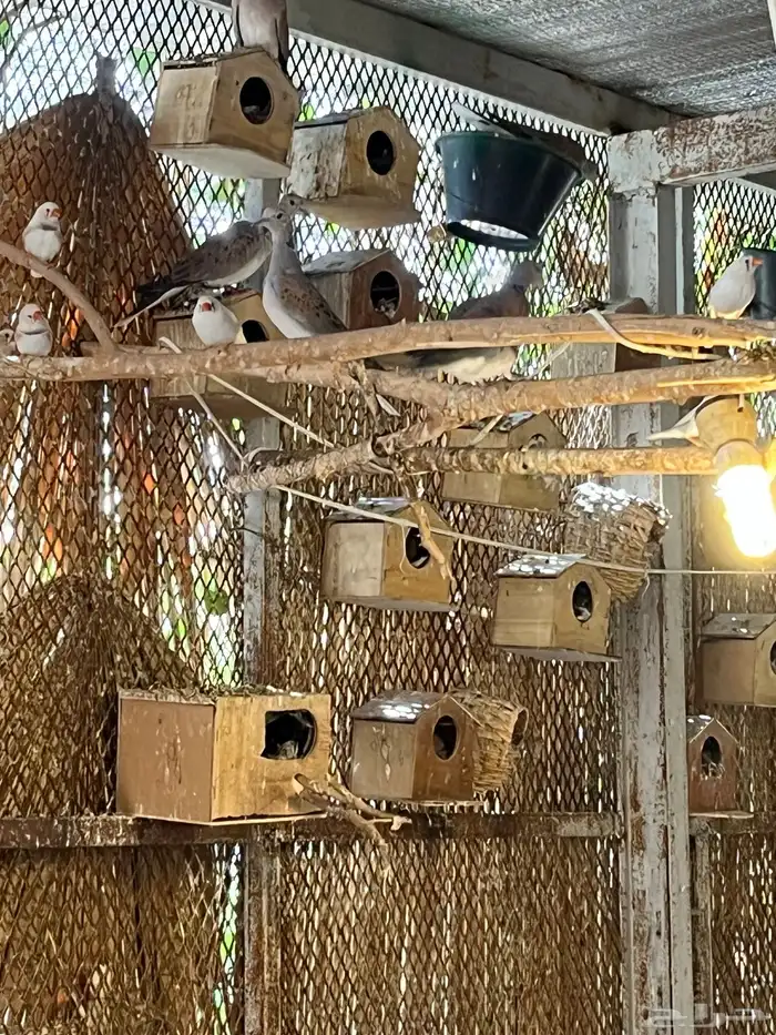 قميري محميه 1