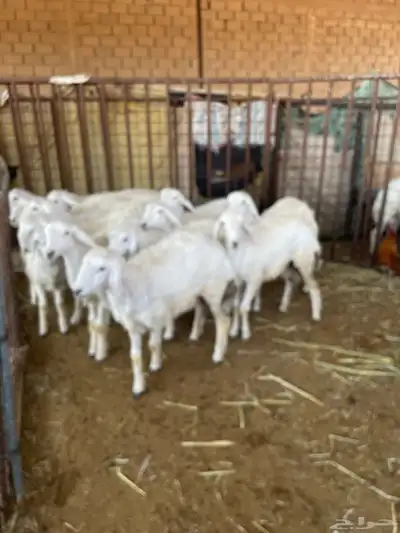 غنم حريه للبيع منوة القناي index