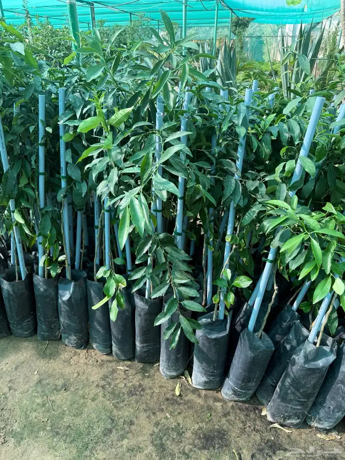 حمضيات وتين 1