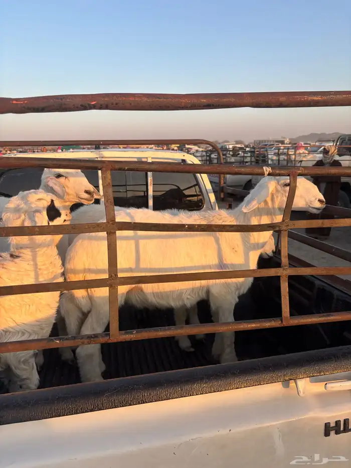 طليين ورخلين كفووو للبيع 1