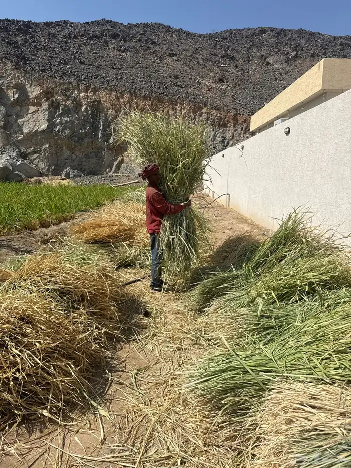 علف بونيكام 2