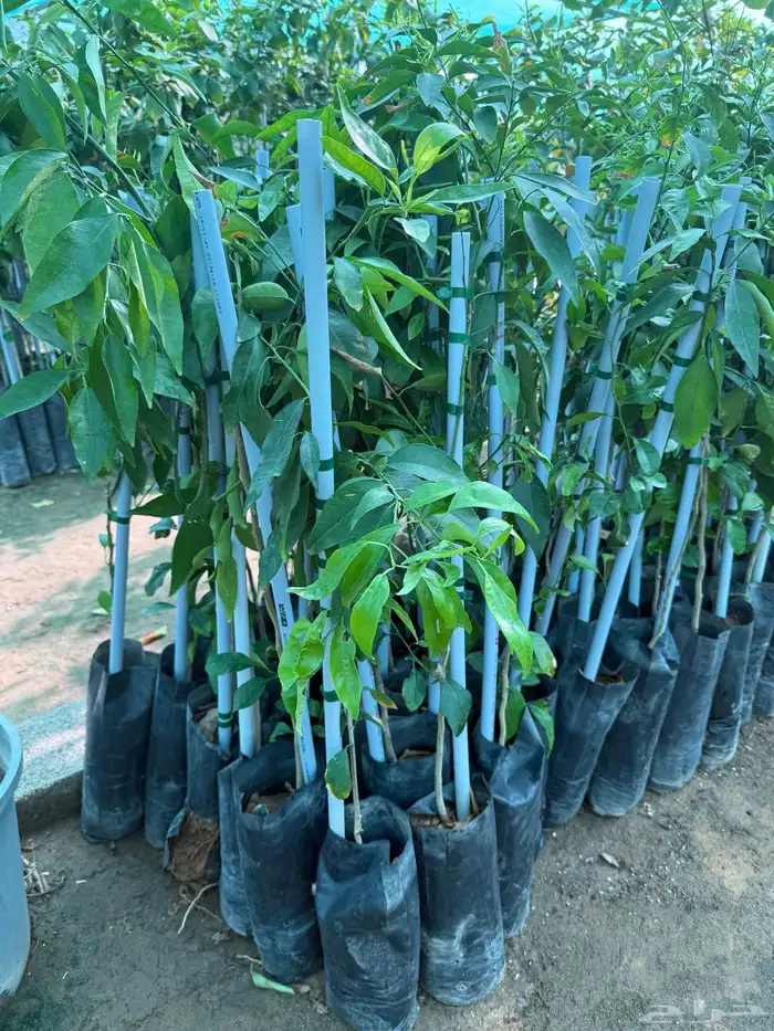 حمضيات وتين 6