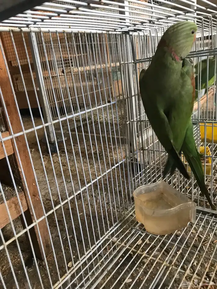 دره نيبالي 2