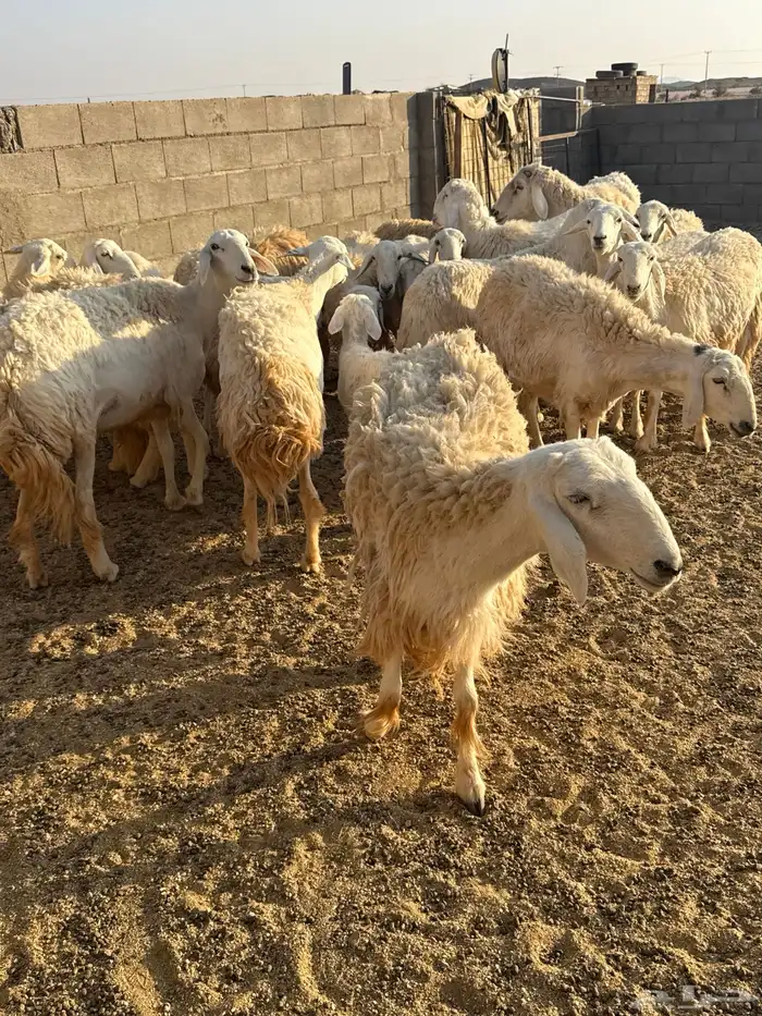 حريات حرش فاخره 5