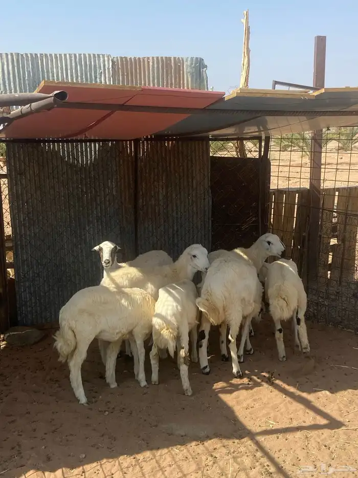 طليان للبيع بالحناكيه 1