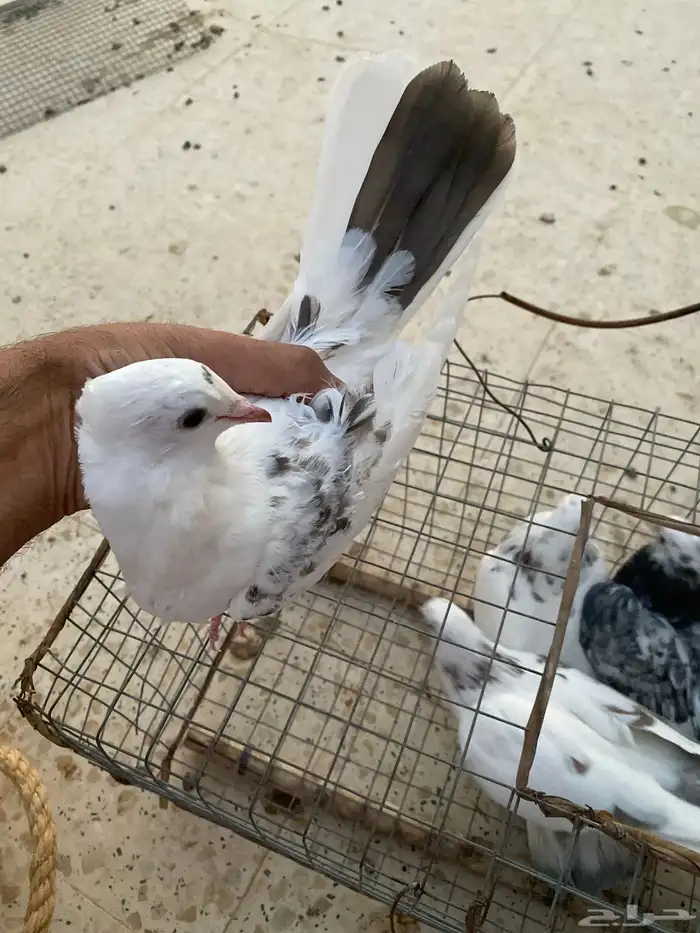 طيور للبيع 6