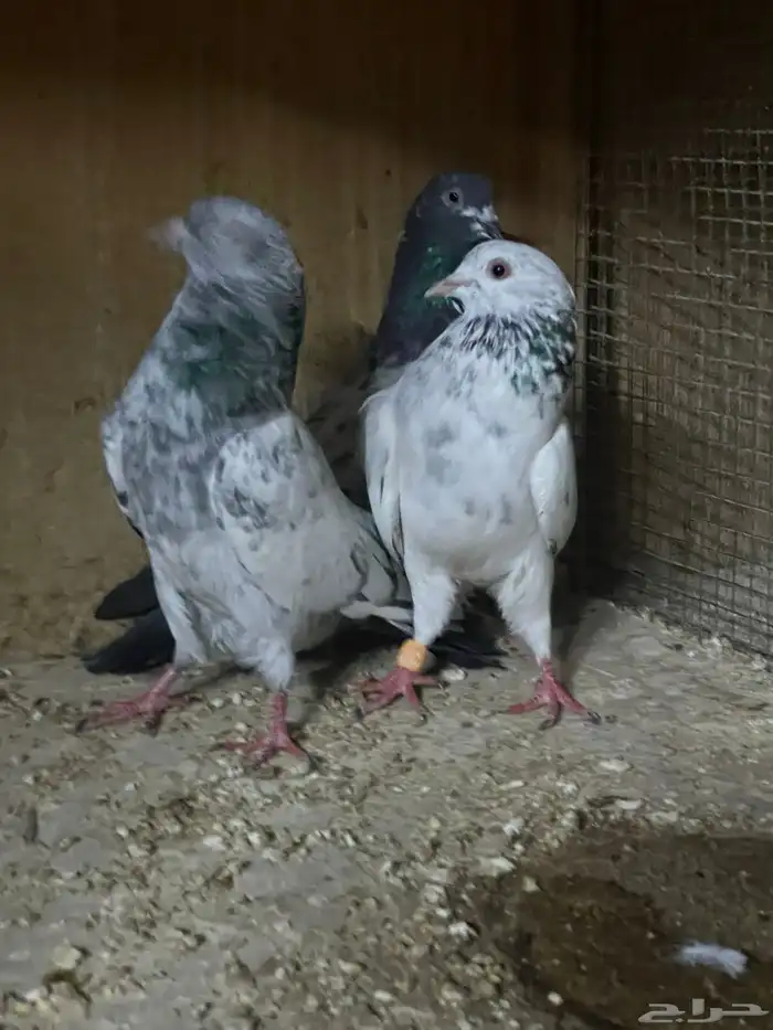 للبيع حمام باكستاني 3