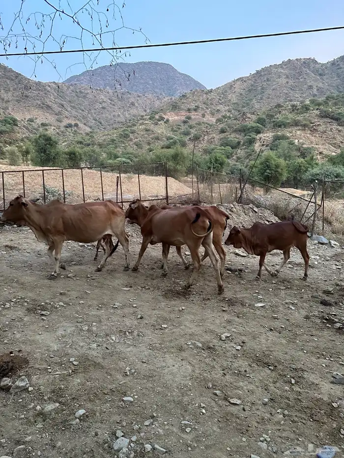 بقر للبيع عدد 5 الموقع رجال المع 1