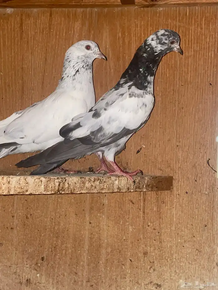 للبيع حمام باكستاني 0