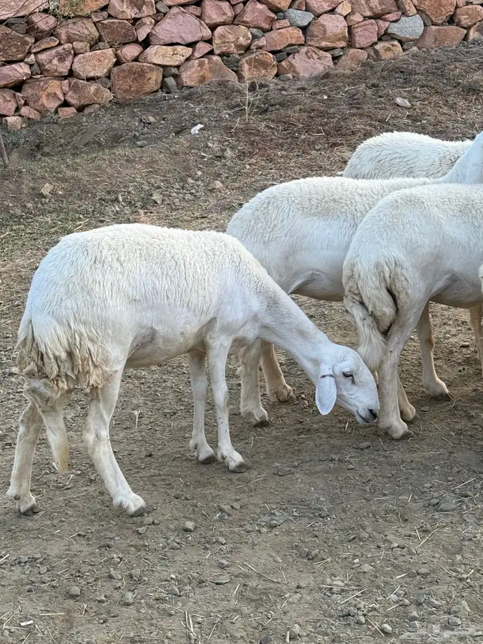 مقاني فاخره دفيع ( ثنية رباع ) 8