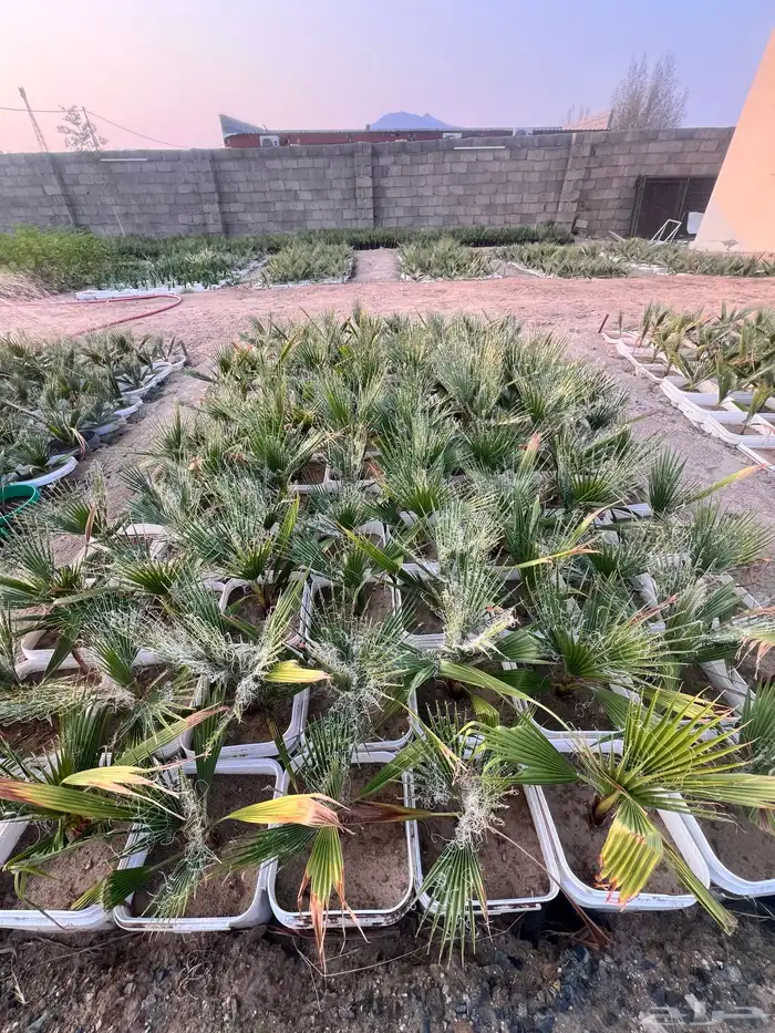 مشروع زراعي للبيع بالكامل بسعر رمزي جدا 14