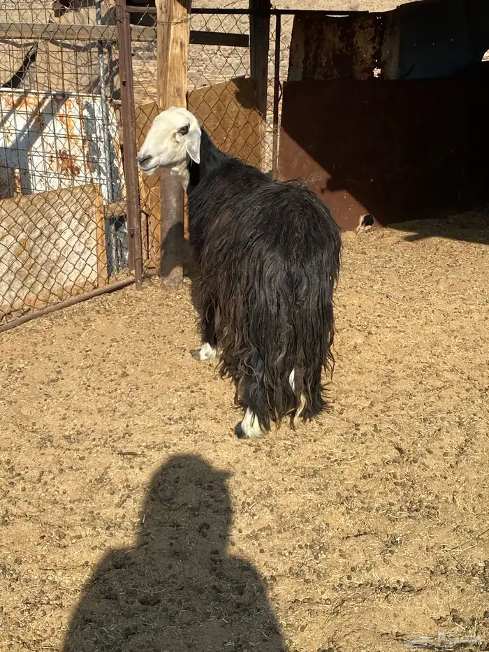 نعجه نجديه حايل 1