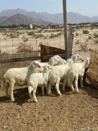 بهم للبيع index