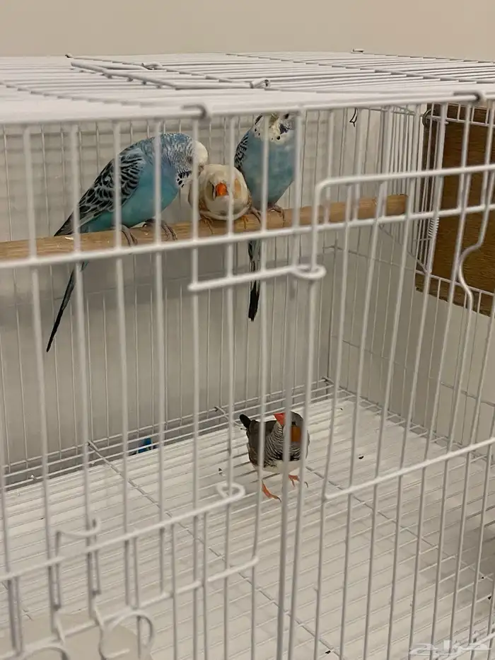 طيور الحب  طيور زيبرا 3