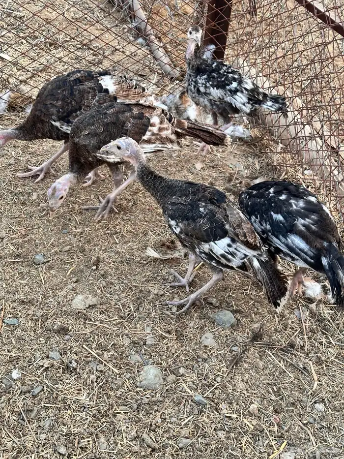 رومي للبيع صوص 7