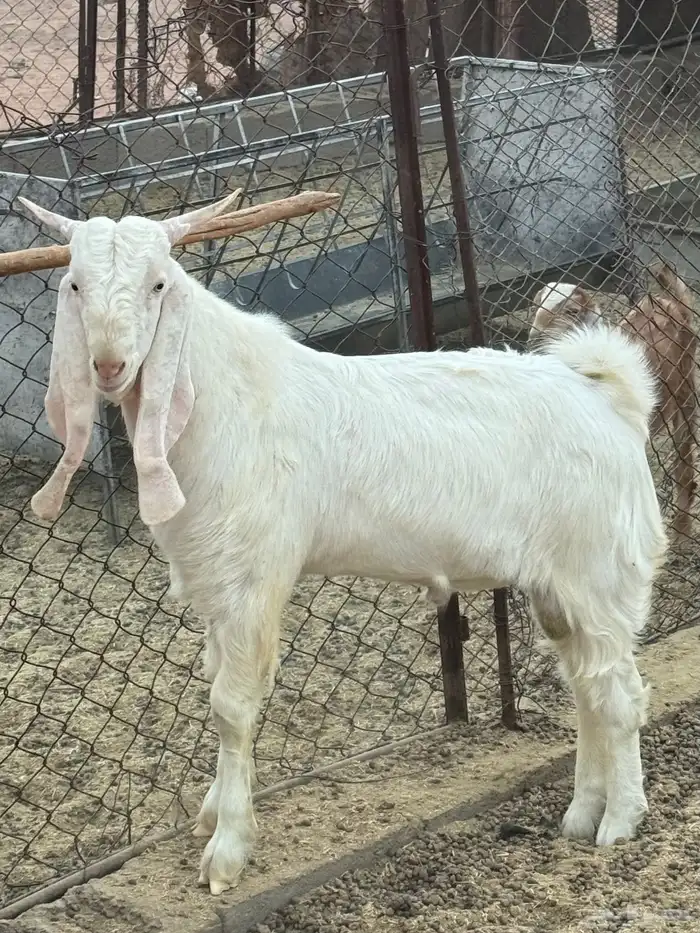 تيس فحل مشروك 0