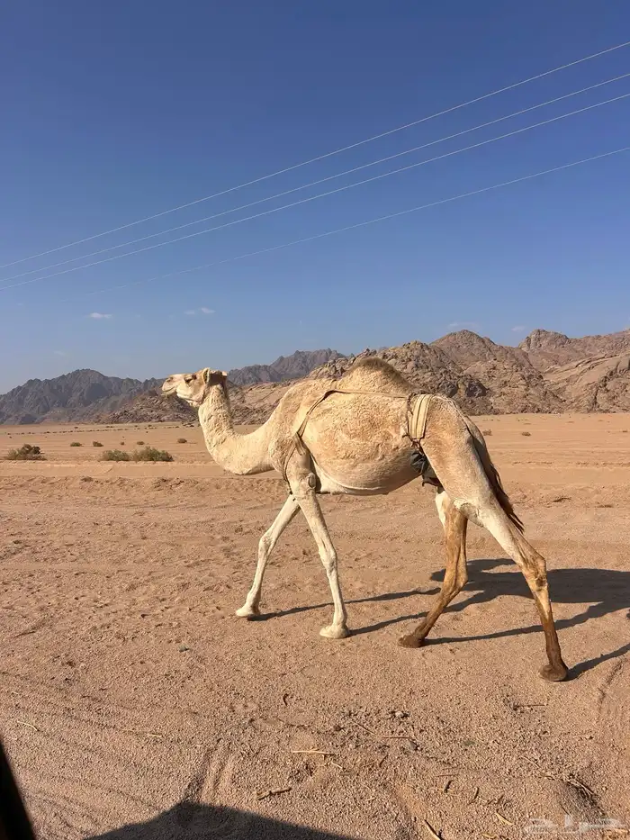 للبيع الناقه 0