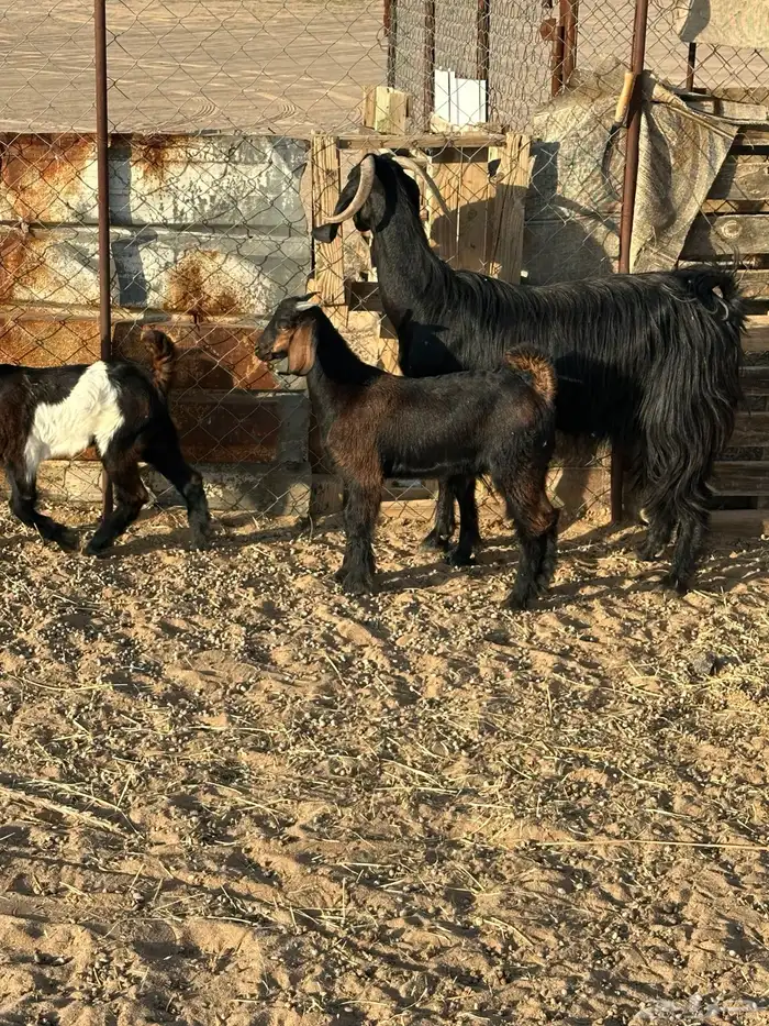 مسوي طري عليها تيس وعناق 1