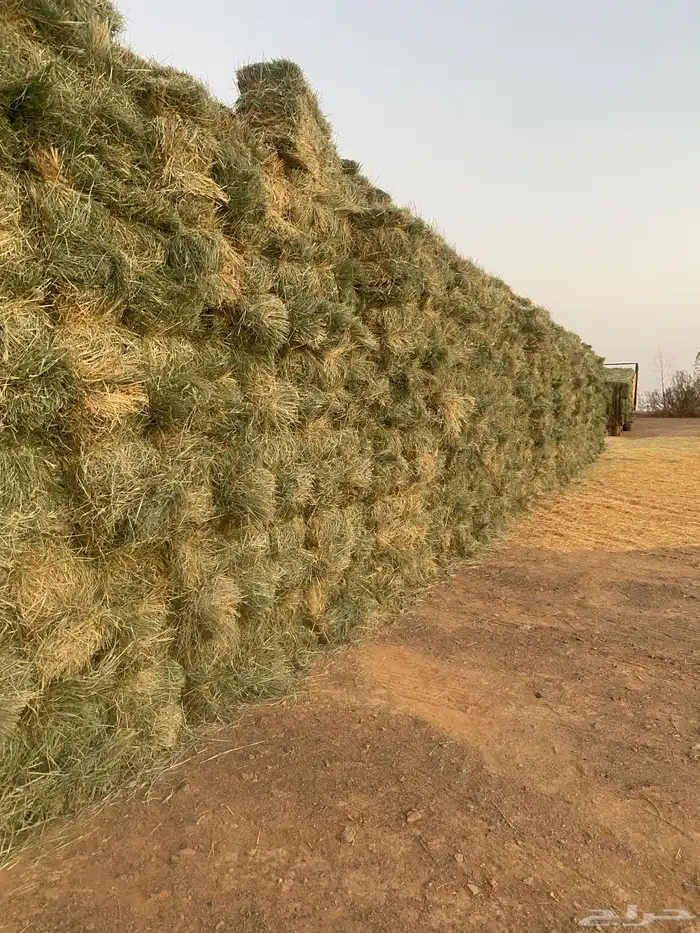 علاف رود صافي ناعم شد جندير 2