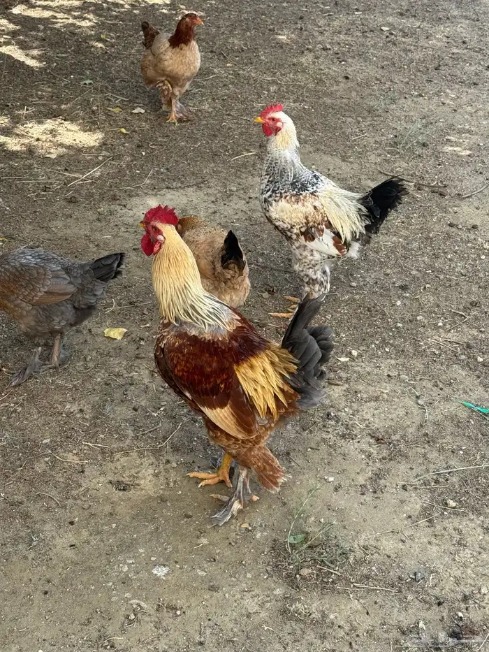 ثلاثة أزواج مهجن مع براهما فاخر من الآخر 18