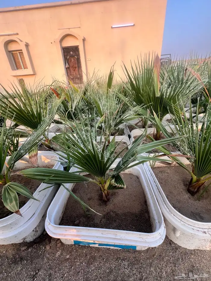 مشروع زراعي للبيع بالكامل بسعر رمزي جدا 3