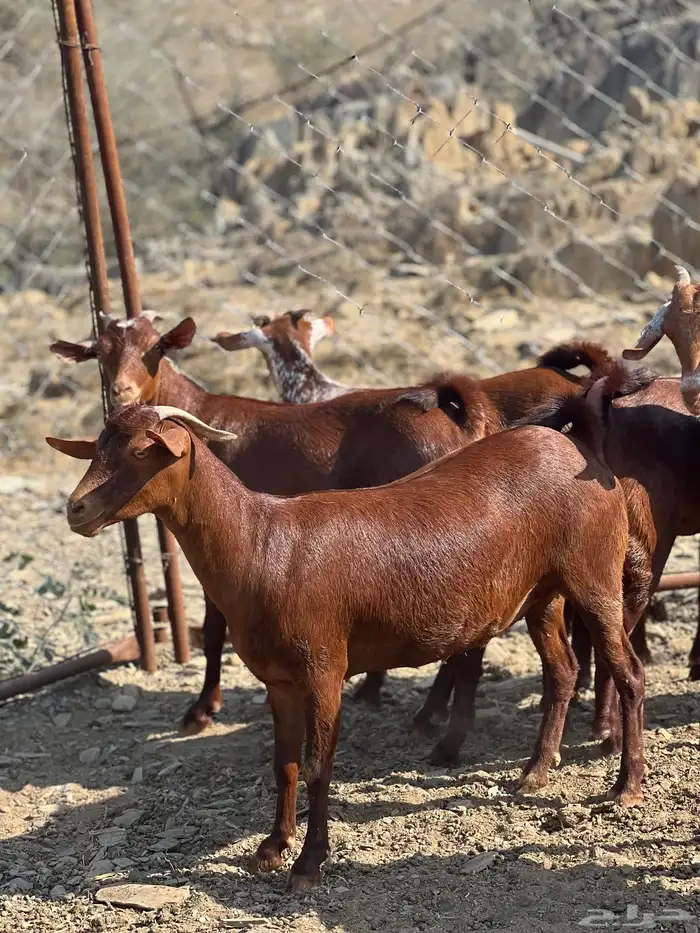 تأسيس مراح فاخر دهم 4