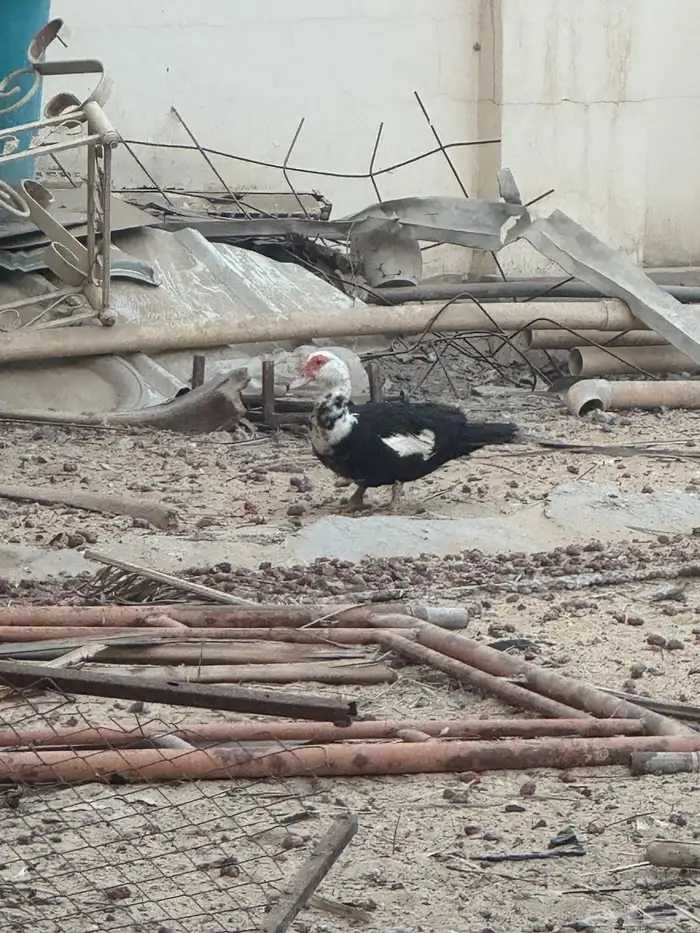 بط مصري وبكيني 1