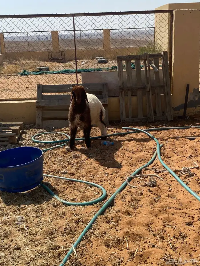 هرفي نعيمي 1