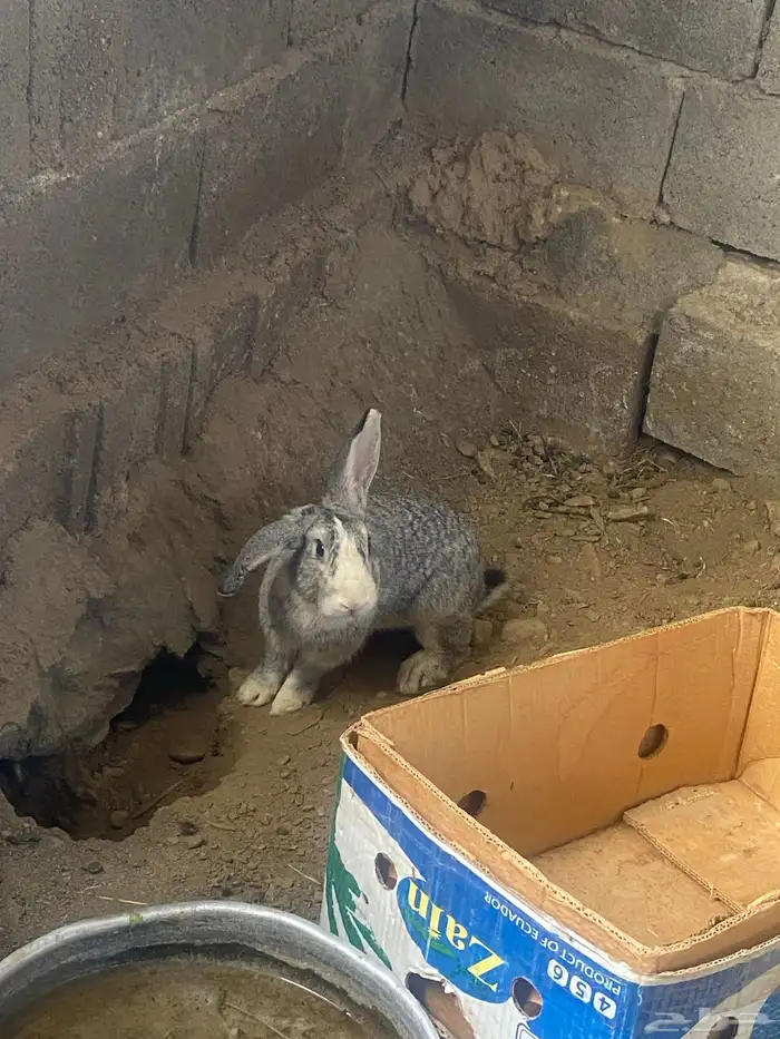 ارانب فرنسي 2