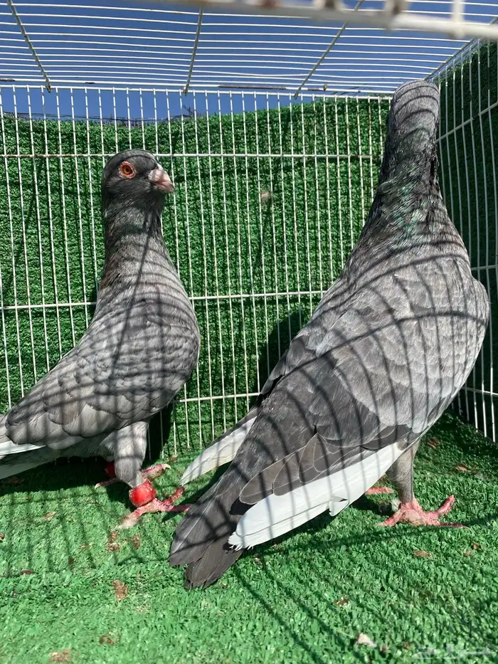 حمام شامي وتركي 7