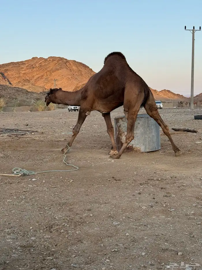 بعير حمر ادهم مشروط 5
