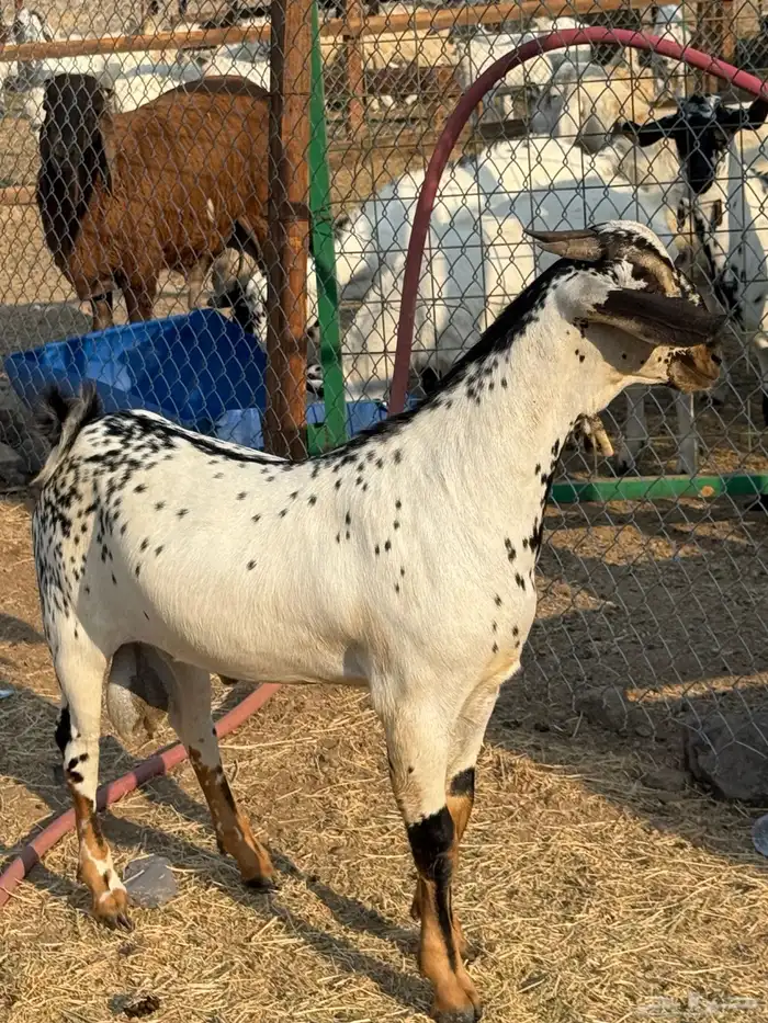 مشروع امرخ فاخر صنف الصنف 1