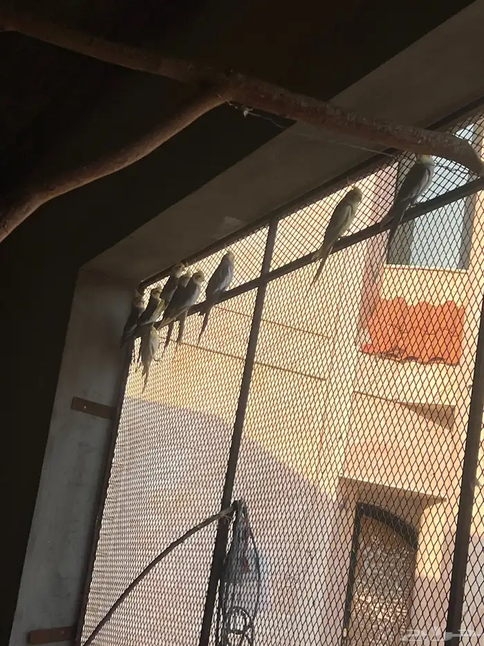 مطير للبيع كروان وبادجي وزبرا 3