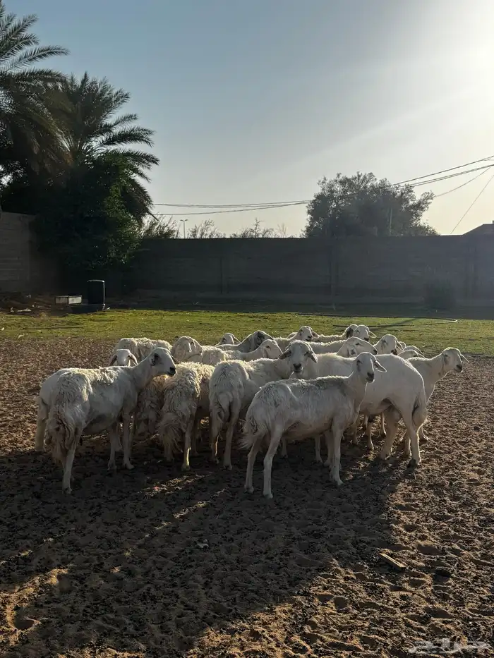 حريات دفع ومضاريع 0