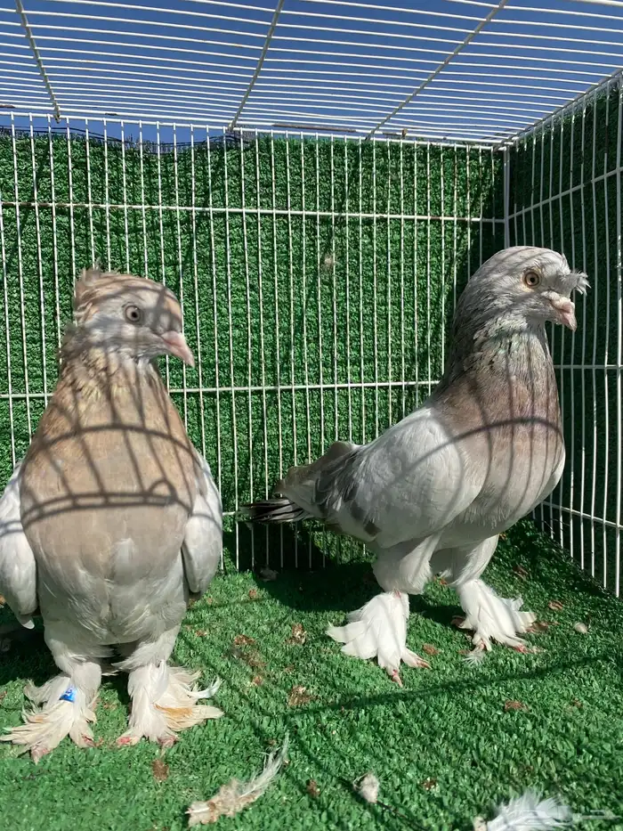 حمام شامي وتركي 0