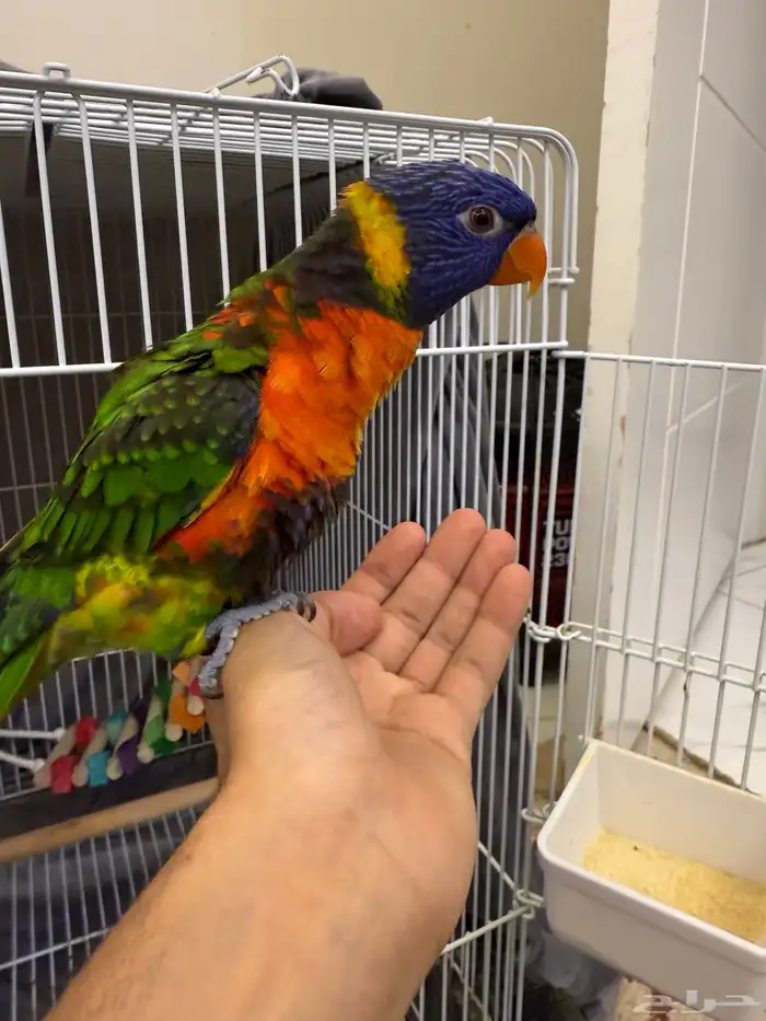 ببغاء لوري 3