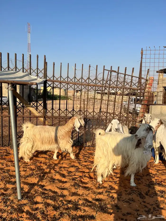 معزا بيض مشاريك مصريه جروم فاخره طيبه دفيع مضاريع سونار 1