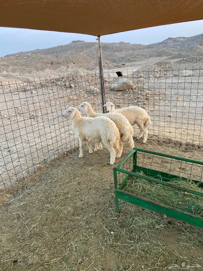 طليان ذبايح 0