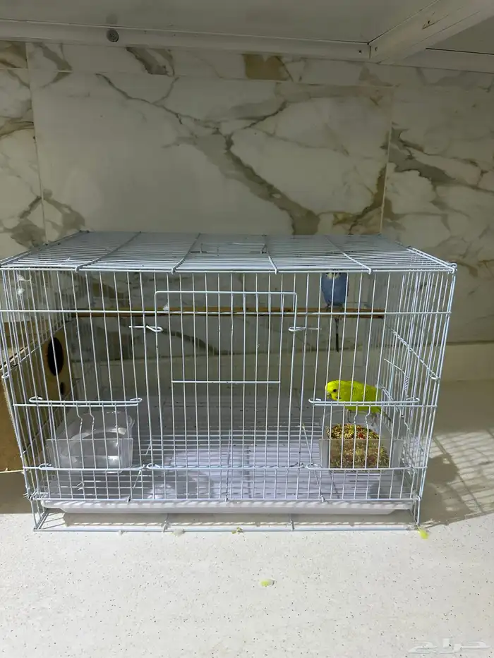 للبيع زوج طيور الحب (ذكر وانثى ) مع القفص 3