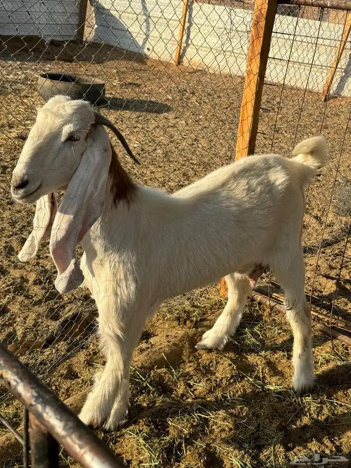 عنز هولنديه 0