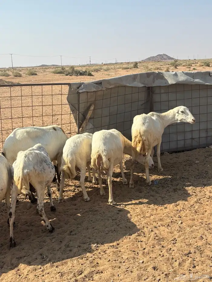 رفيديات 14 وحريه 0