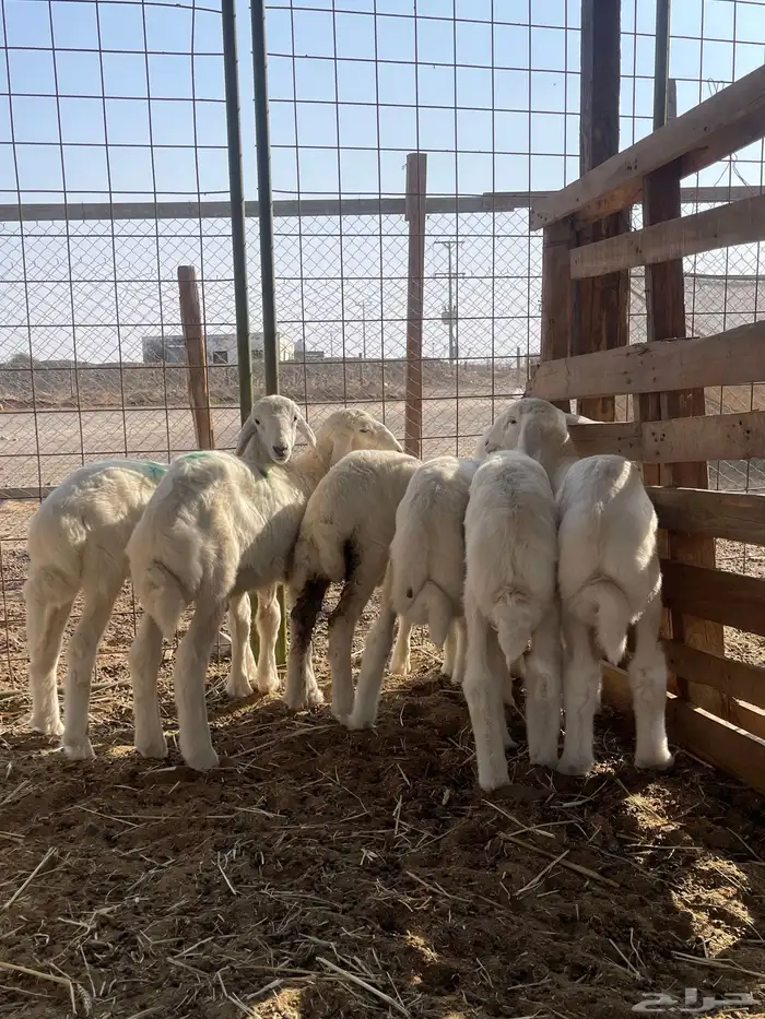 بهم تربيه 7 كلها طليان (( تم البيع )) 2