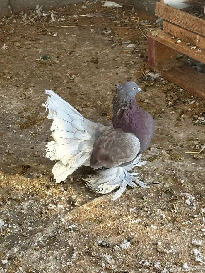 جوز رقاص مريكي 0