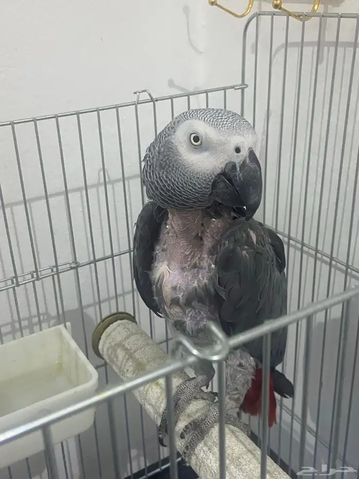 للبيع كاسكو متكلم 0