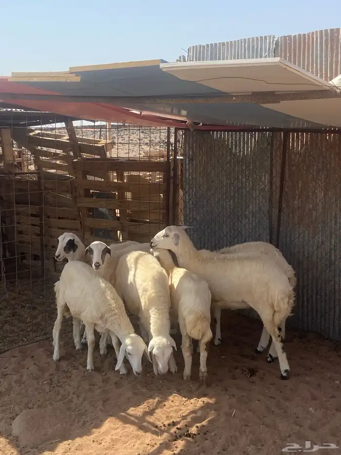 طليان للبيع بالحناكيه 0