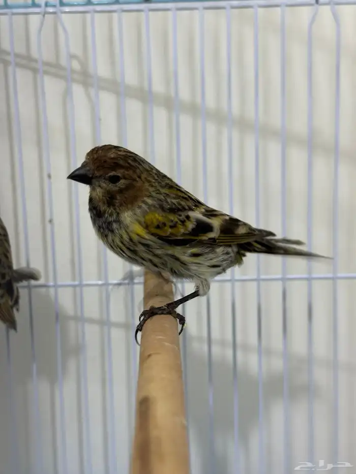 متوفر زوج رد بوينت (البسبوس الايراني او رد فرونتد) 4