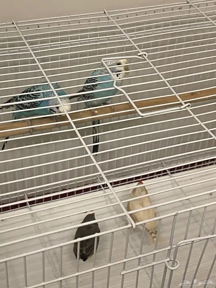 طيور الحب  طيور زيبرا 7