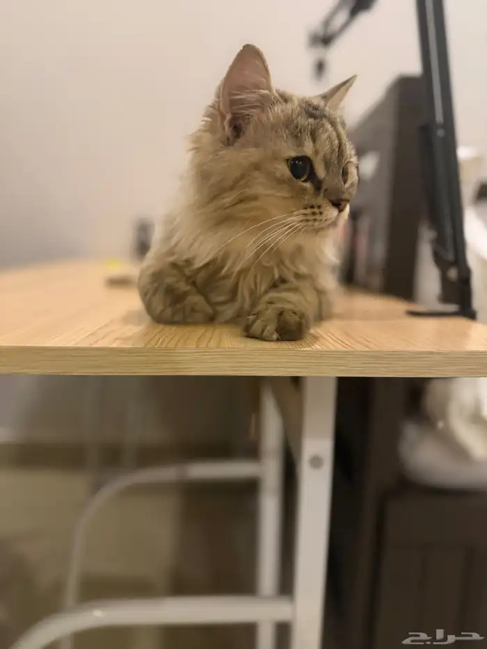 قطه بيت اليفه للتبني 0