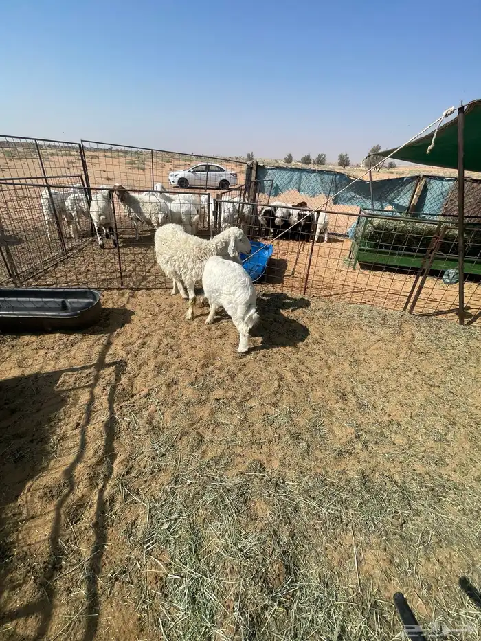 حريه ثنيه معه خروف عمره شهرين ونص 3